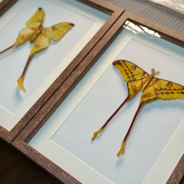 Comet Tail Large Silkworm Moth Argema mittrei Birthday Girlfriend Best Friend Creative Gift Home Butterfly Photo Frame - image 5