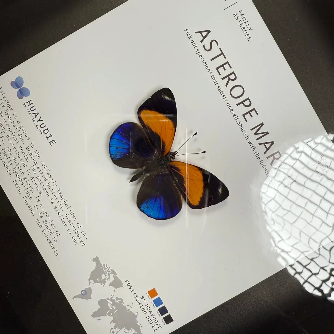 Jihuangxing Butterfly customized butterfly specimen premium gift decorative art three-dimensional gift for girlfriend and light luxury gift - image 1
