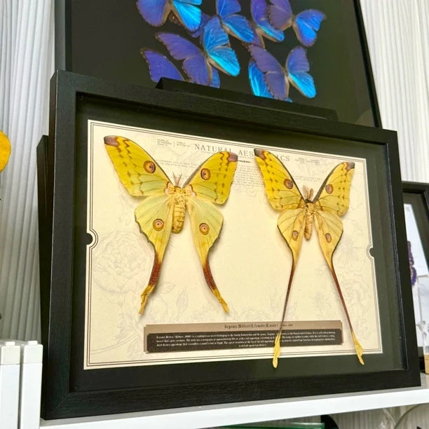 Comet Tail Silkworm Moth Real Butterfly Specimens Birthday Gift for Girlfriend Valentine's Day Creative Gift Home Butterfly A3 Photo Frame - image 2