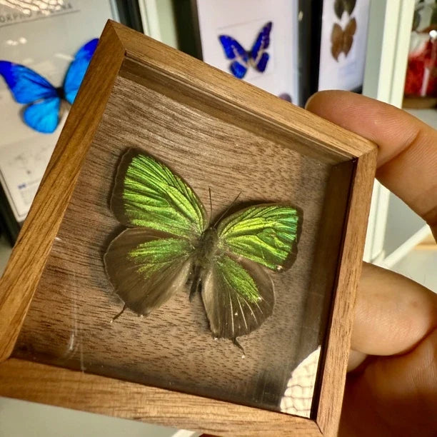 Era Gray Butterfly Real Butterfly Refrigerator Magnet Birthday Gift for Girlfriend and Best Friend Home Butterfly Mini Photo Frame - image 5