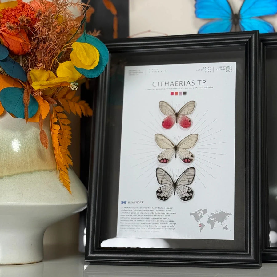Blue morpho butterfly photo frame, black glass ornament gift, specimen painting, handmade gift, premium butterfly wall art