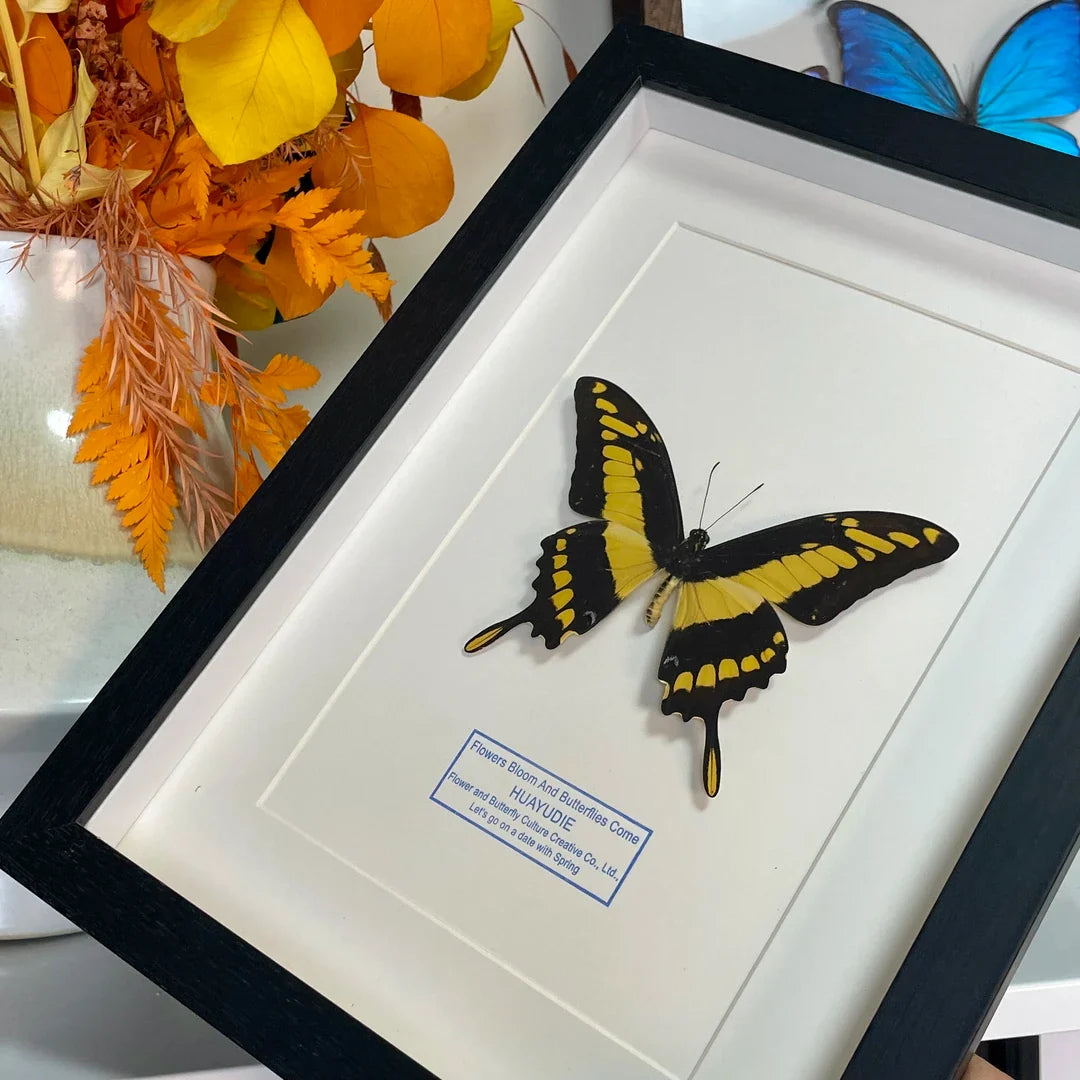 Minzhi Papilio butterfly real butterfly blue specimen creative gift Valentine's Day creative gift for girlfriend gift ornaments - image 1