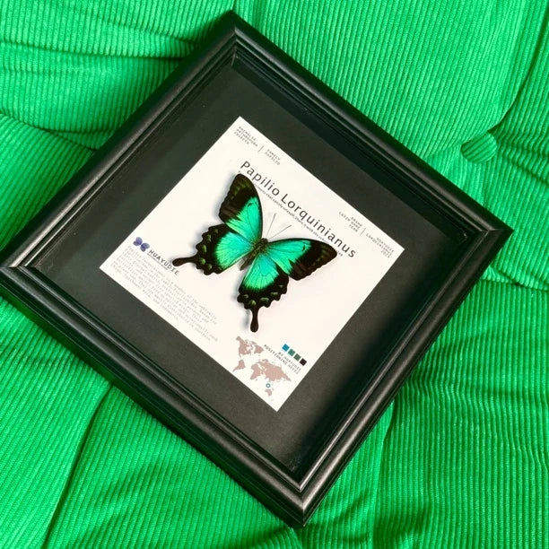 Light luxury decorative art customized black three-dimensional premium real butterfly specimen photo frame｜8-inch square butterfly photo frame - image 2