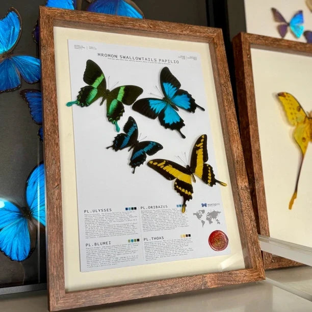 4 phoenix butterfly assemblage butterfly birthday girlfriend best friend creative gift home butterfly specimen real butterfly