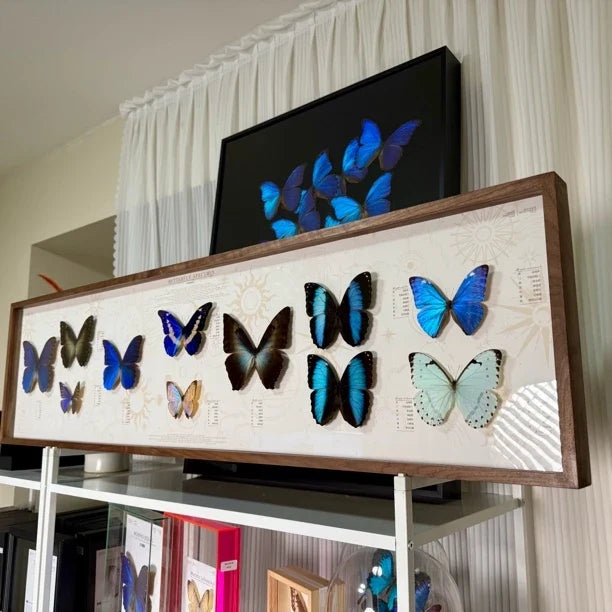 North American walnut solid wood butterfly specimen platter photo frame living room hanging decoration precious collection 120*30 cm - image 4