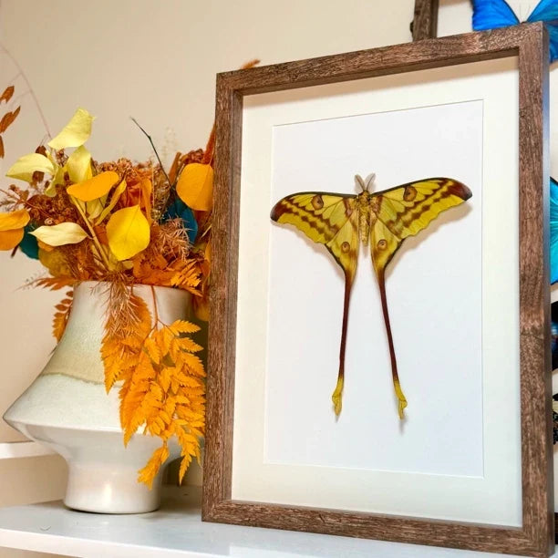 Comet Tail Large Silkworm Moth Argema mittrei Birthday Girlfriend Best Friend Creative Gift Home Butterfly Photo Frame - image 4