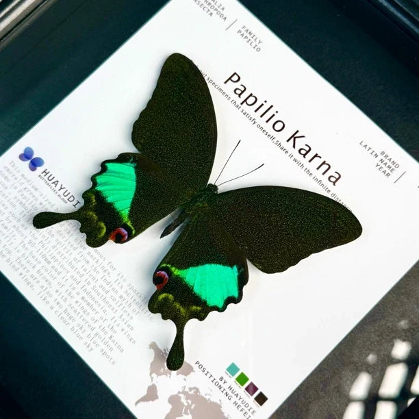 Karna Papilion butterfly real butterfly specimen birthday gift for girlfriend and best friend creative gift home butterfly square 8 photo frames
