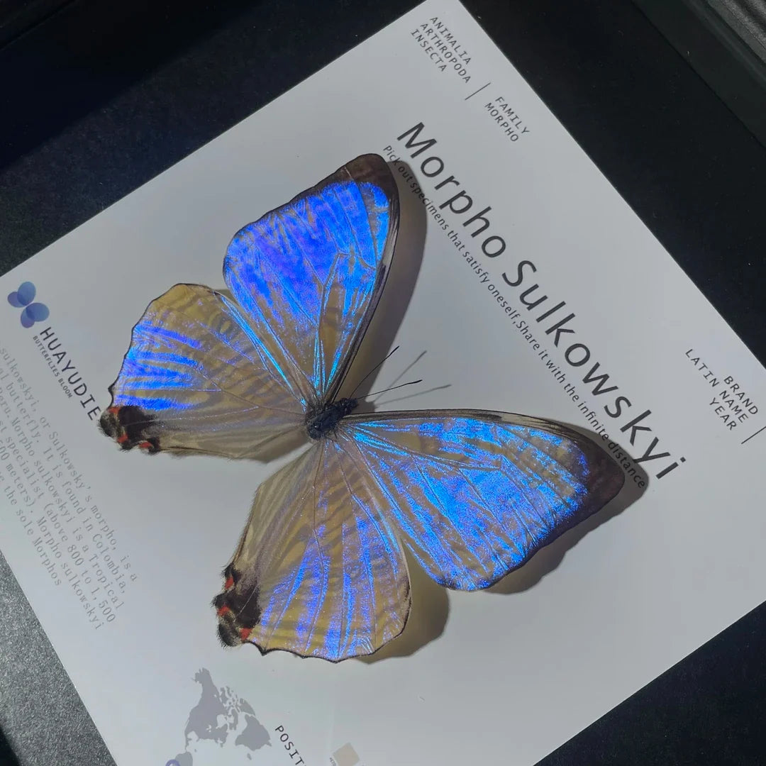 Luminous Pearl Light Luxury Customized decorative art Gifts premium Decoration wall art Gifts premium Butterfly Glass Photo Frame Ornaments - image 5
