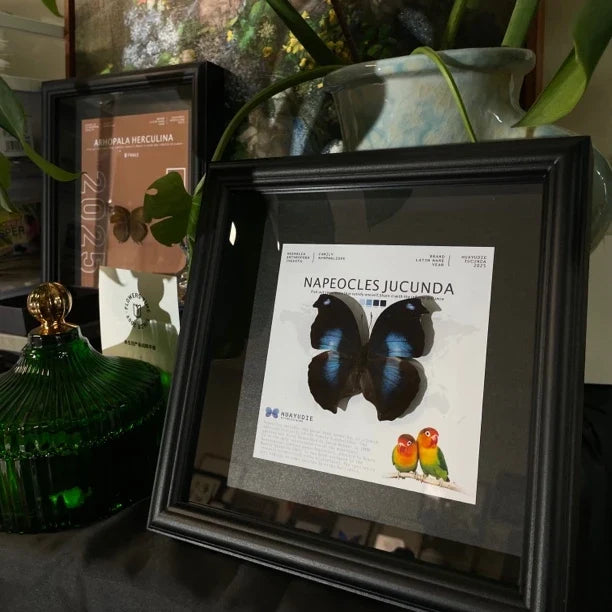 decorative art home accessories Napeoclesjucunda butterfly specimen girlfriend birthday creative gift photo frame - image 3