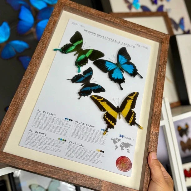 4 phoenix butterfly assemblage butterfly birthday girlfriend best friend creative gift home butterfly specimen real butterfly - image 4