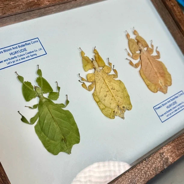 Indonesian leaf insect gradient color platter butterfly birthday gift for girlfriend and best friend creative gift home butterfly A4 photo frame