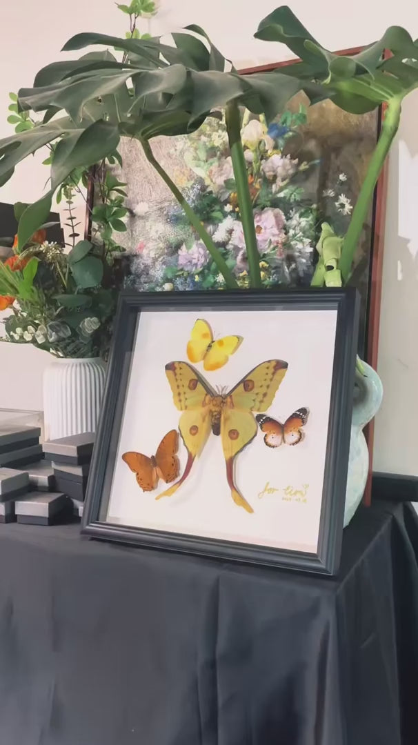 Comet Tail Large Silkworm Moth Argema mittrei Birthday Girlfriend Best Friend Creative Gift Home Butterfly Photo Frame — FLORAFLY product video