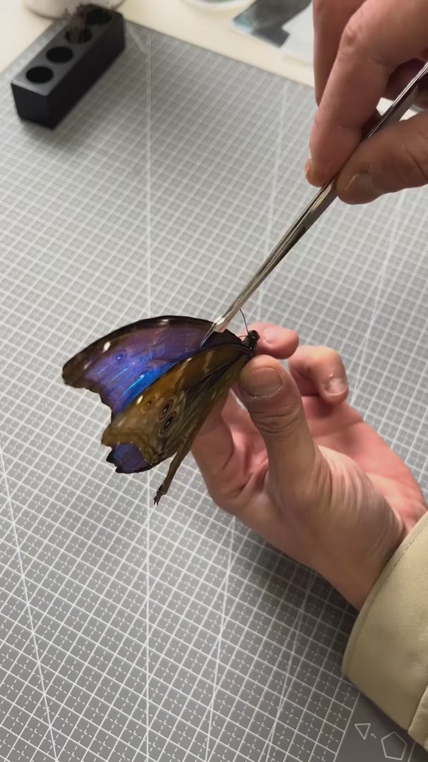 FLORAFLY "Blue Shadow" atmospheric butterfly new bedroom decoration painting living room wall art entrance premium wall art — FLORAFLY product video