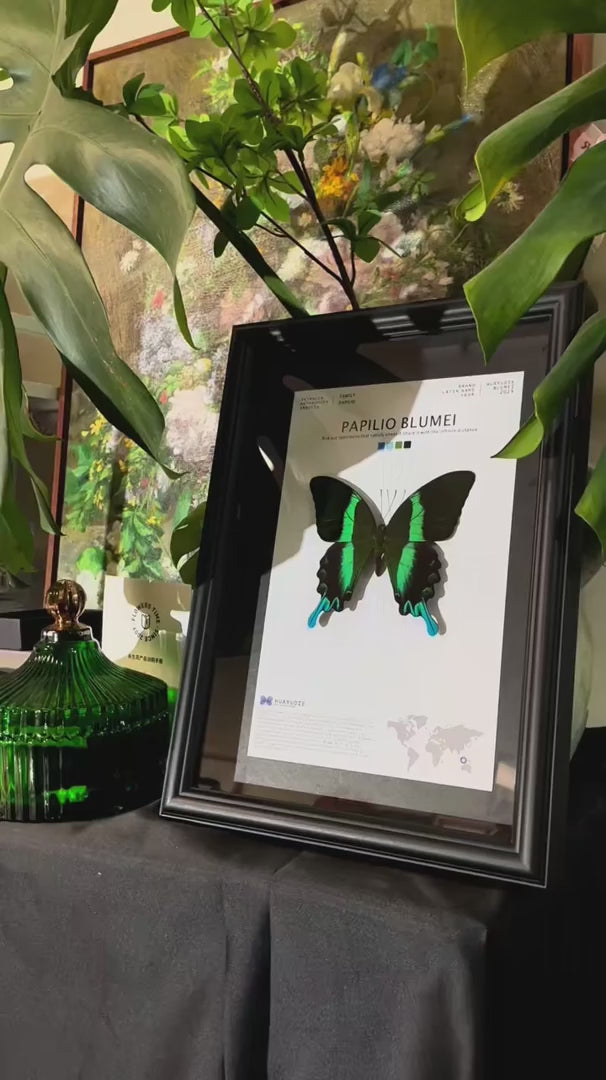 Love Goddess Papilio Real Butterfly Specimen Birthday Gift Creative Gift Girlfriend Gift Home Goods Butterfly Photo Frame — FLORAFLY product video