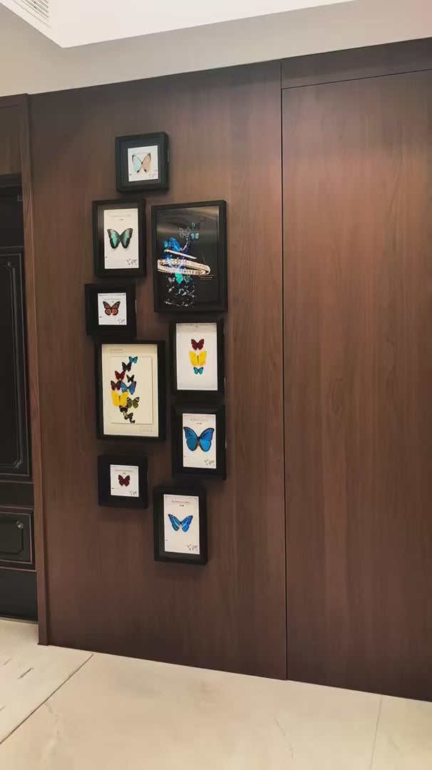 FLORAFLY "Colorful Wings Dream" real butterfly decorative art imported real butterfly specimen gift sofa background wall — FLORAFLY product video