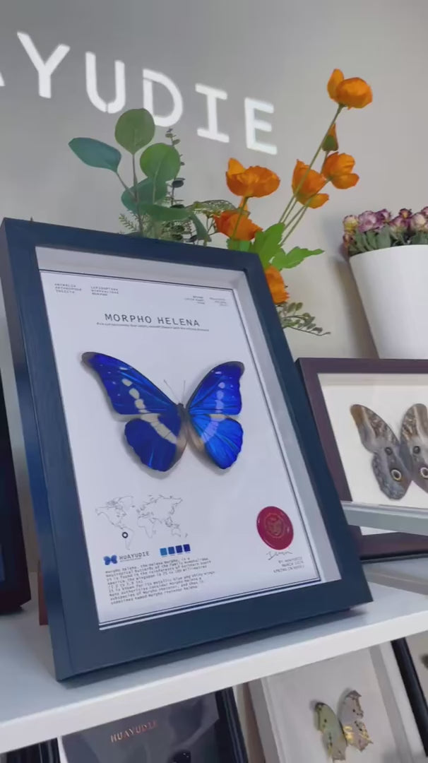 Goddess of Light butterfly wall art Morphohelenamale premium and Atmospheric Birthday Gift for Girlfriend — FLORAFLY product video