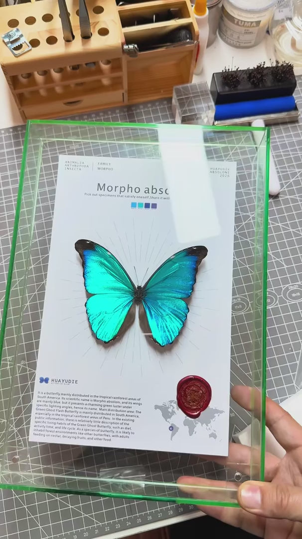 Morpho Blue Butterfly Real Butterfly Gift for Girlfriend wall art Creative Gift Living Room Butterfly Nordic Style decorative art — FLORAFLY product video