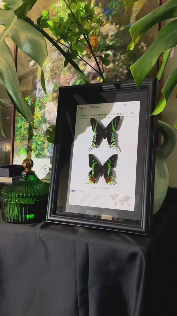 Atmospheric decorative art moon moth butterfly specimen real butterfly gift ornaments light luxury gift real butterfly photo frame — FLORAFLY product video