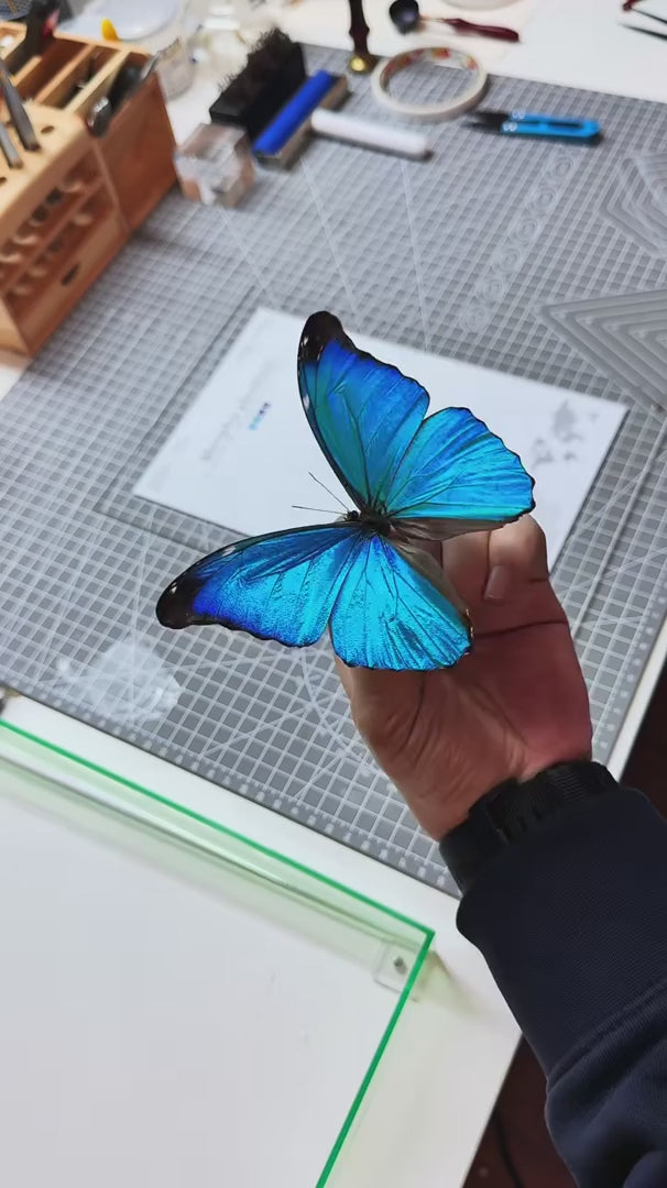 Morpho Blue Butterfly Real Butterfly Gift for Girlfriend wall art Creative Gift Living Room Butterfly Nordic Style decorative art — FLORAFLY product video