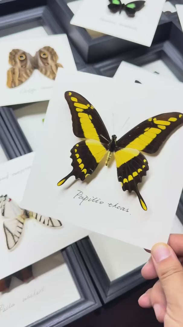 Love Goddess Papilio Real Butterfly Specimen Birthday Gift Creative Gift Girlfriend Gift Home Goods Butterfly Photo Frame — FLORAFLY product video