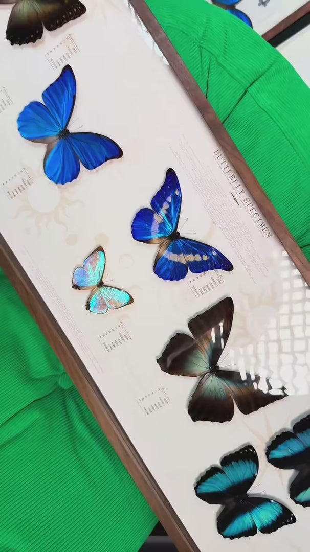 FLORAFLY "Triple Realm" luxury-style butterfly assemblage vertical wood frame real butterfly specimen frame decorative art gift — FLORAFLY product video