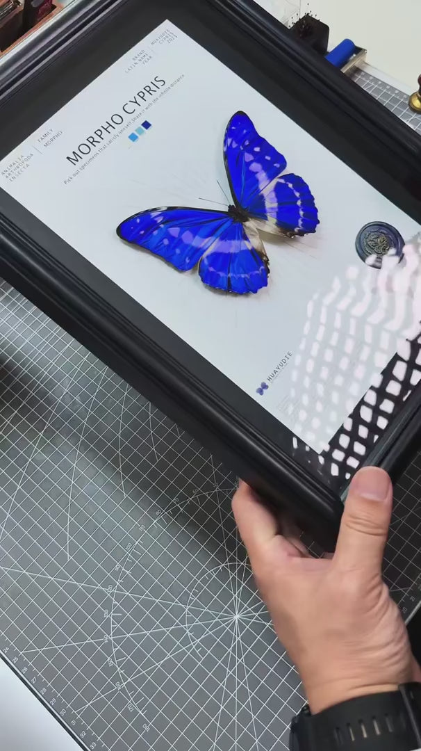 Cyprus Morpho real butterfly specimen creative gift Valentine's Day creative gift for girlfriend and best friend gift — FLORAFLY product video