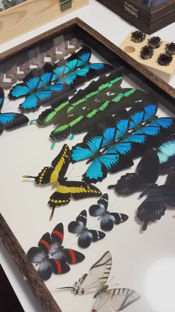 4 phoenix butterfly assemblage butterfly birthday girlfriend best friend creative gift home butterfly specimen real butterfly — FLORAFLY product video