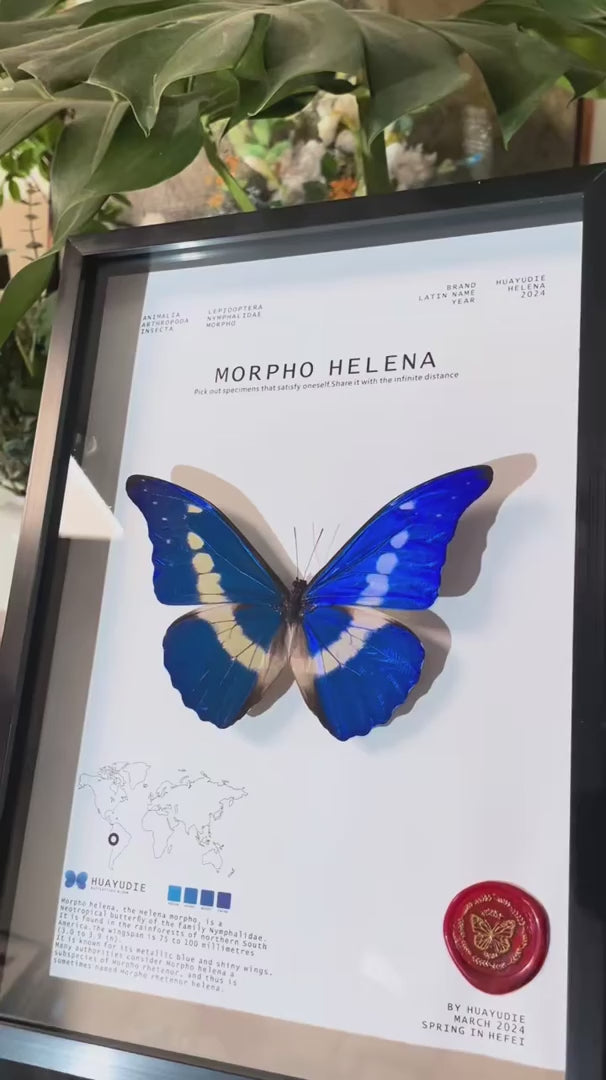 Goddess of Light butterfly wall art Morphohelenamale premium and Atmospheric Birthday Gift for Girlfriend — FLORAFLY product video