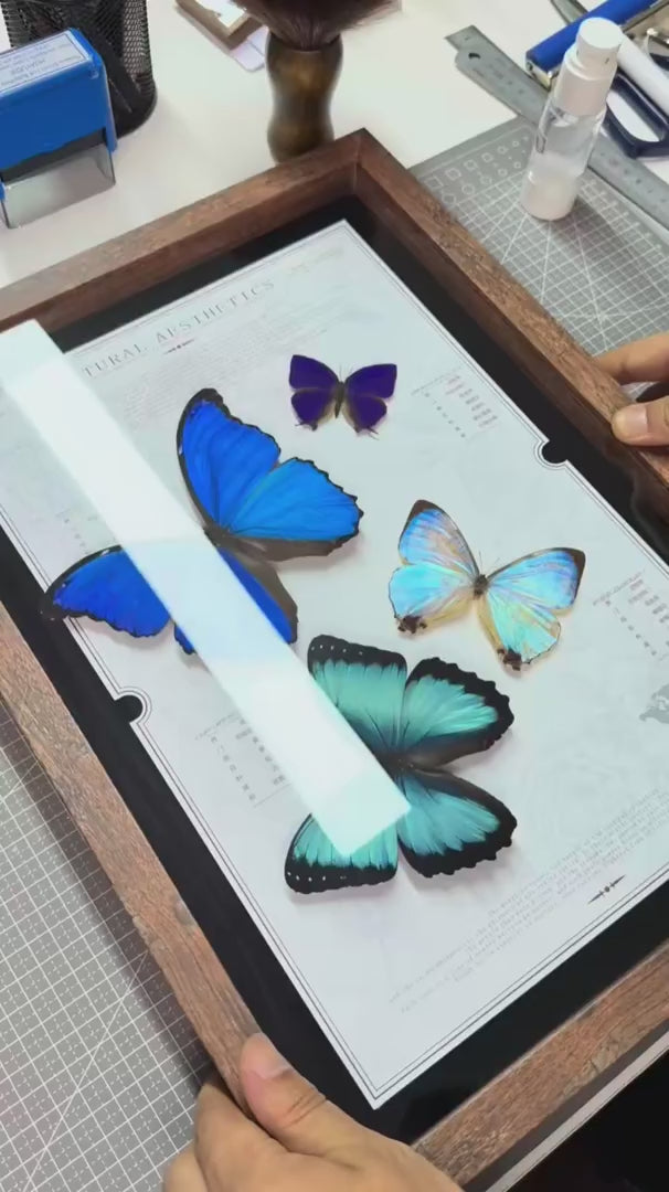 FLORAFLY "Triple Realm" luxury-style butterfly assemblage vertical wood frame real butterfly specimen frame decorative art gift — FLORAFLY product video
