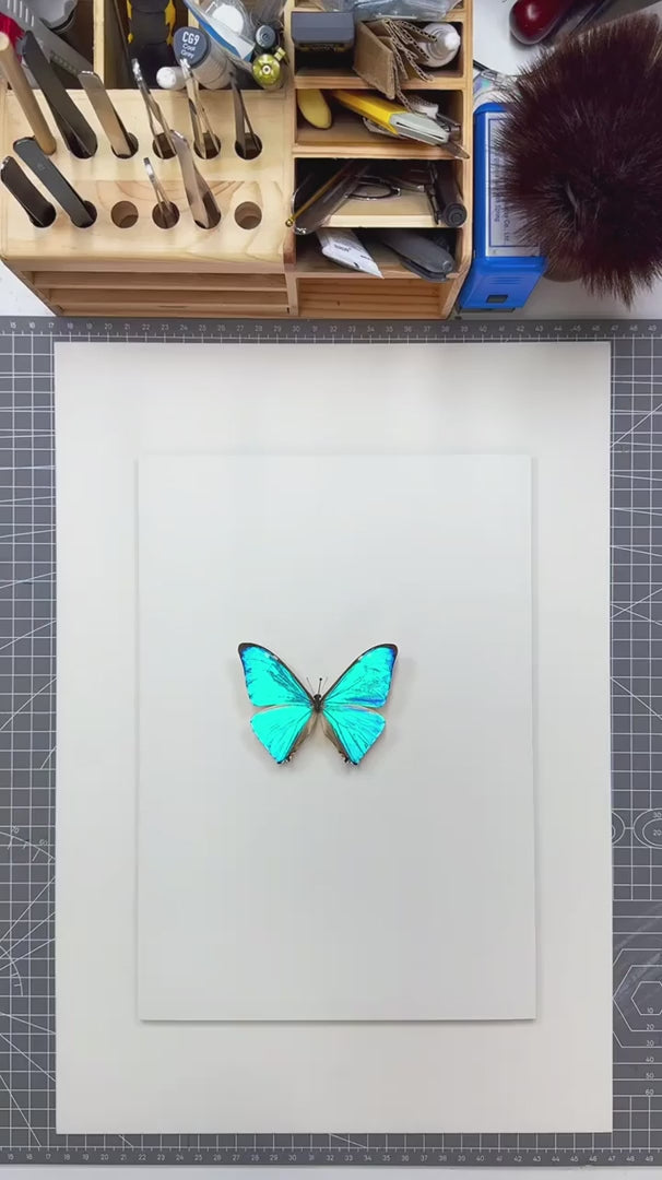 FLORAFLY "Flower Moon" Nordic style butterfly wall art vertical wood frame real butterfly specimen frame decorative art specimen gift — FLORAFLY product video
