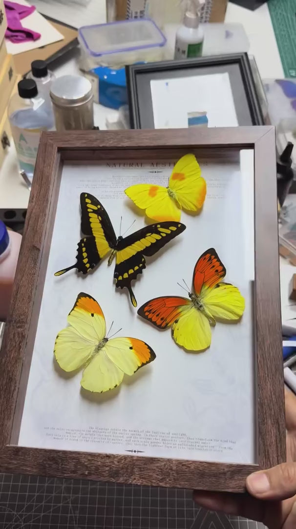 FLORAFLY "Spring" luxury-style butterfly assemblage vertical wood frame real butterfly picture frame simple decorative art gift — FLORAFLY product video