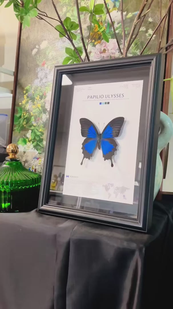 Paradise Papilio Butterfly Photo Frame Specimen Black Original Butterfly Finished Display Frame Gift Ornament Light Luxury Home Goods — FLORAFLY product video