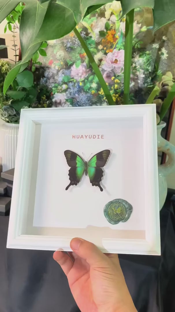 Green-banded Papilio butterfly real butterfly specimen shop creative gifts Valentine's Day creative gifts for girlfriend gift ornaments — FLORAFLY product video