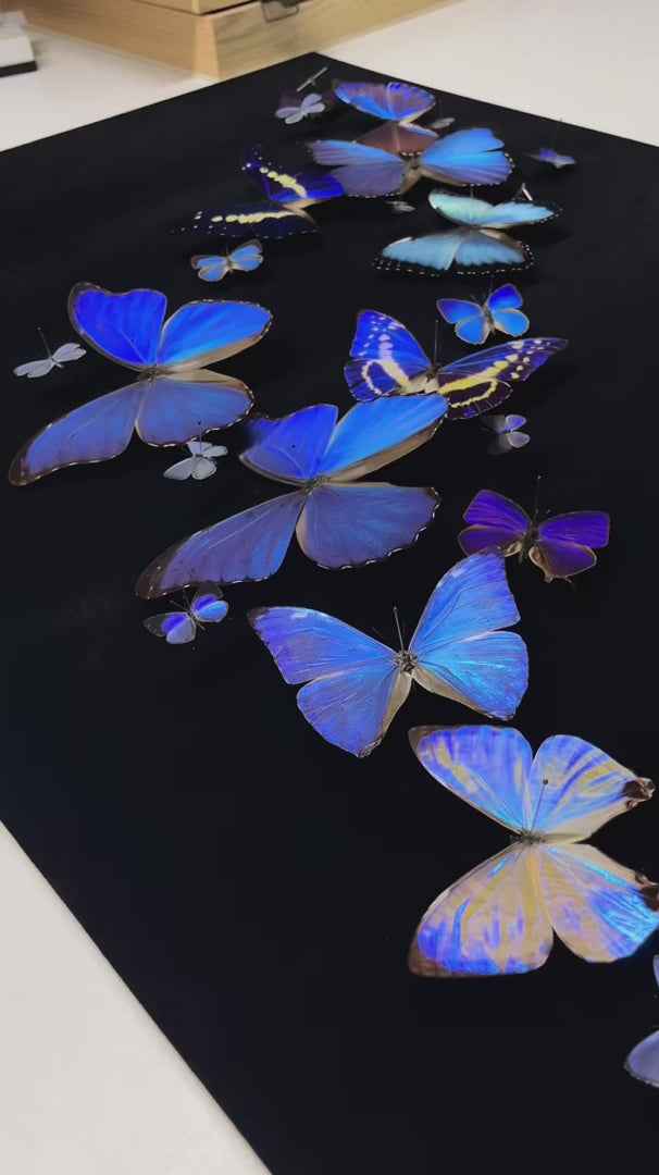 FLORAFLY "Blue Shadow" atmospheric butterfly new bedroom decoration painting living room wall art entrance premium wall art — FLORAFLY product video