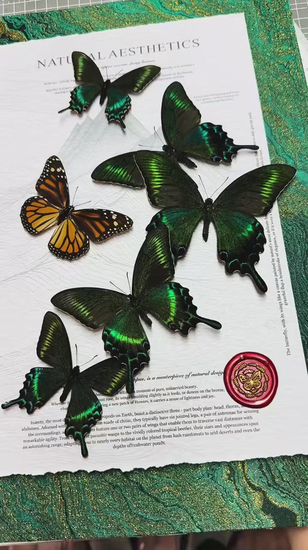 FLORAFLY "The Wizard of Oz" luxury-style butterfly assemblage vertical wood frame real butterfly specimen frame decorative art gift — FLORAFLY product video