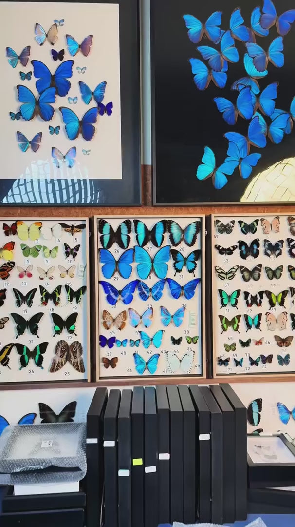 Queen's silver pattern sleeve butterfly real butterfly specimen birthday gift to girlfriend and best friend creative gift home butterfly square 8 photo frames — FLORAFLY product video