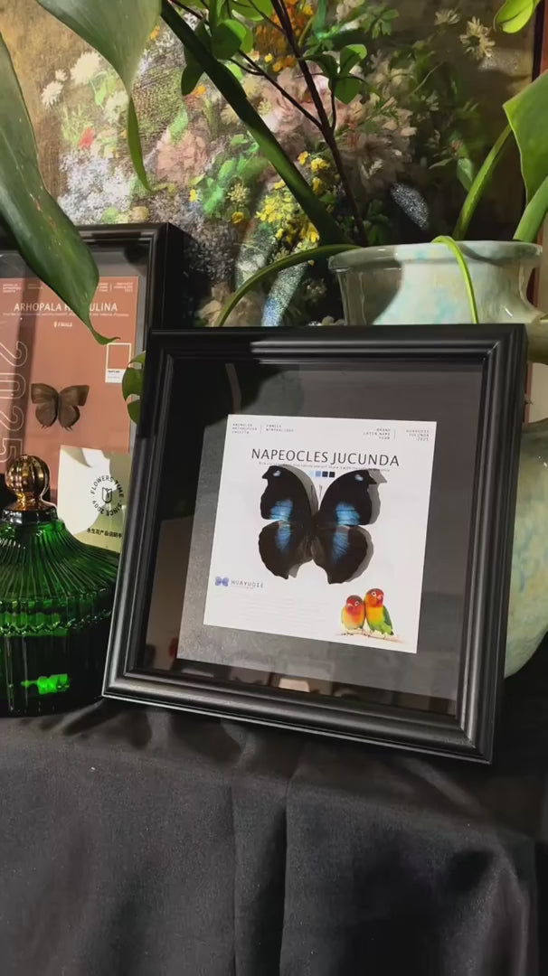 decorative art home accessories Napeoclesjucunda butterfly specimen girlfriend birthday creative gift photo frame — FLORAFLY product video