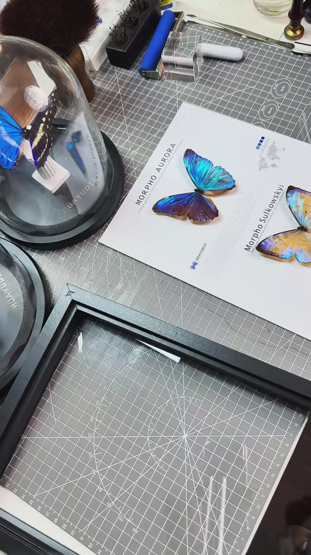Nordic blue morpho butterfly wall art, male and female pair of butterflies, birthday specimen, creative gift for girlfriend and best friend, home butterfly photo frame — FLORAFLY product video