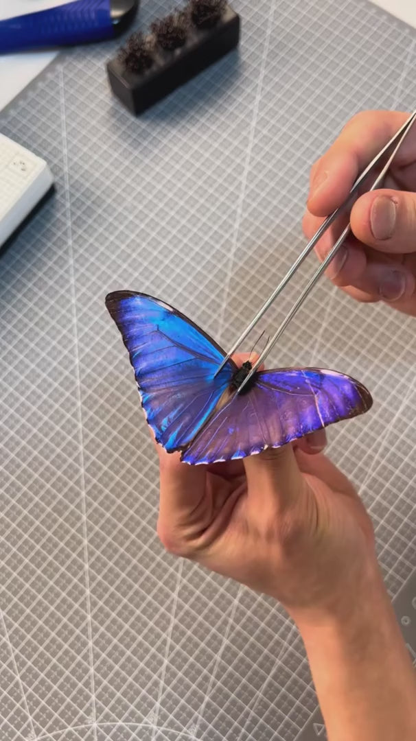 Dawn Morpho butterfly picture frame custom specimen decorative art light luxury photo frame butterfly specimen blue 8-inch picture frame — FLORAFLY product video